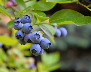 Blueberries on a bright green vine