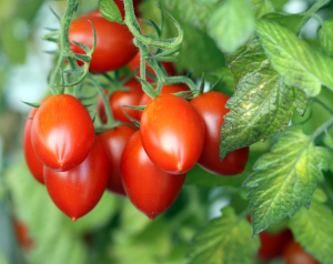 Cherry Tomatoes on a vine