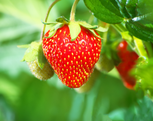 A strawberry on a vine