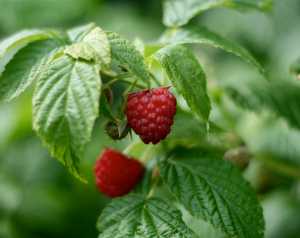Raspberries on a vine