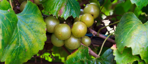Green Muscadines on the vine