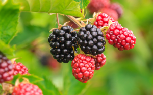 Red and Black Blackberries on a vine