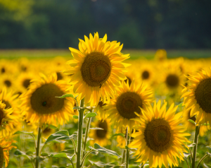 Yellow Sunflowers in a field