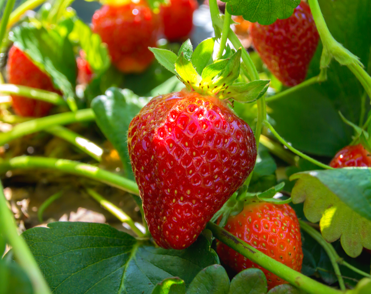 Growing Strawberries on a Green Vine