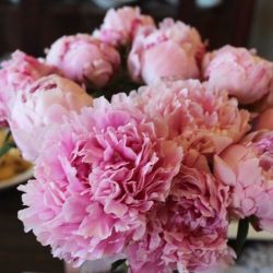 Pink peonies in a vase in full bloom