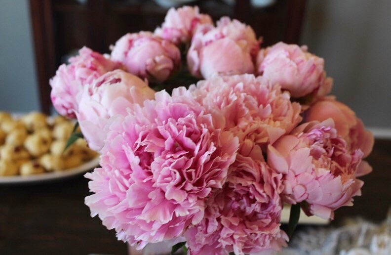 Pink peonies in a vase in full bloom