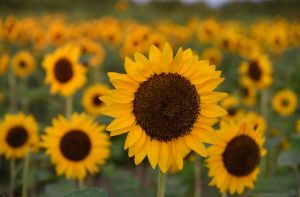 a sunflower in a field of yellow sunflowers